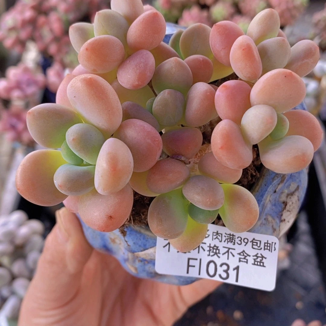 橘子香水8cm1031多肉