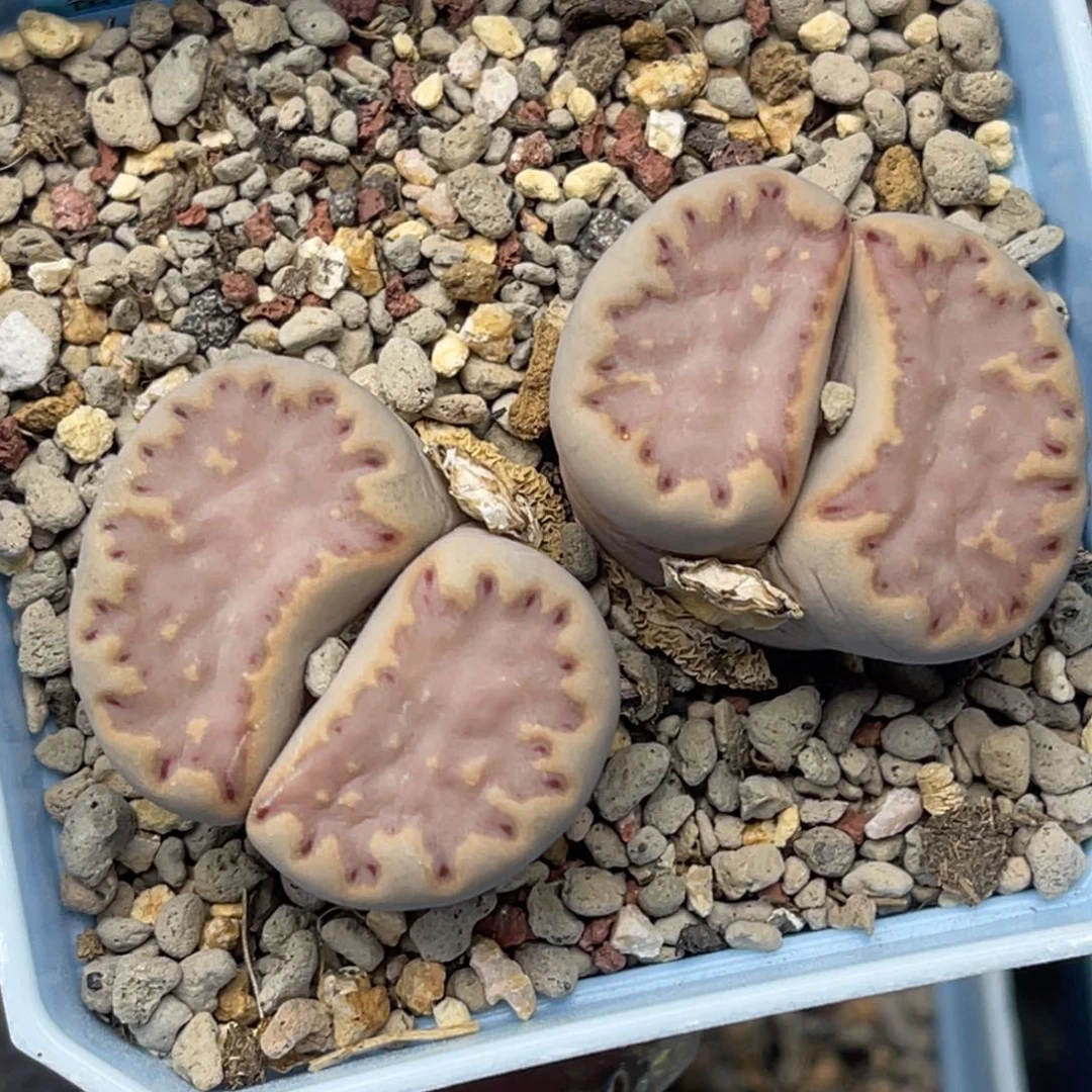 4977双头粉饼干大母本一颗