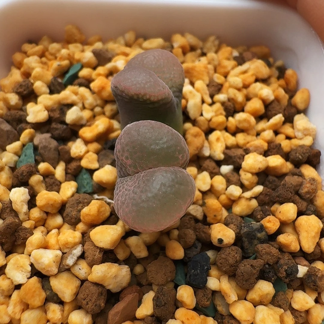 多肉植物福利风铃209
