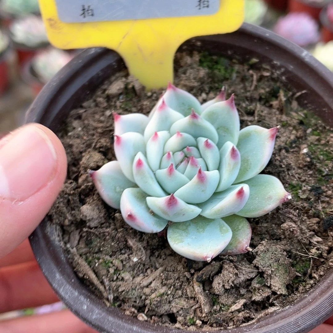 【闪购商品】919号