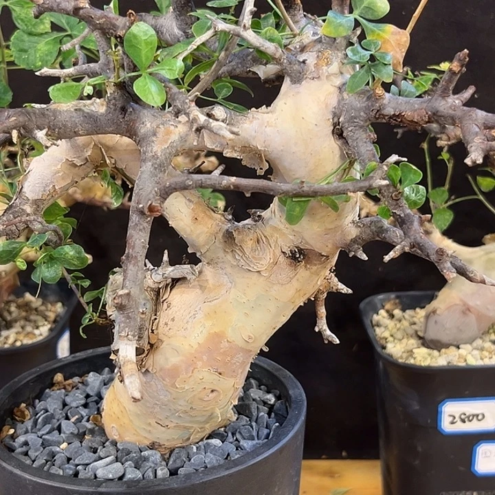 潮流植物卡塔夫正白皮