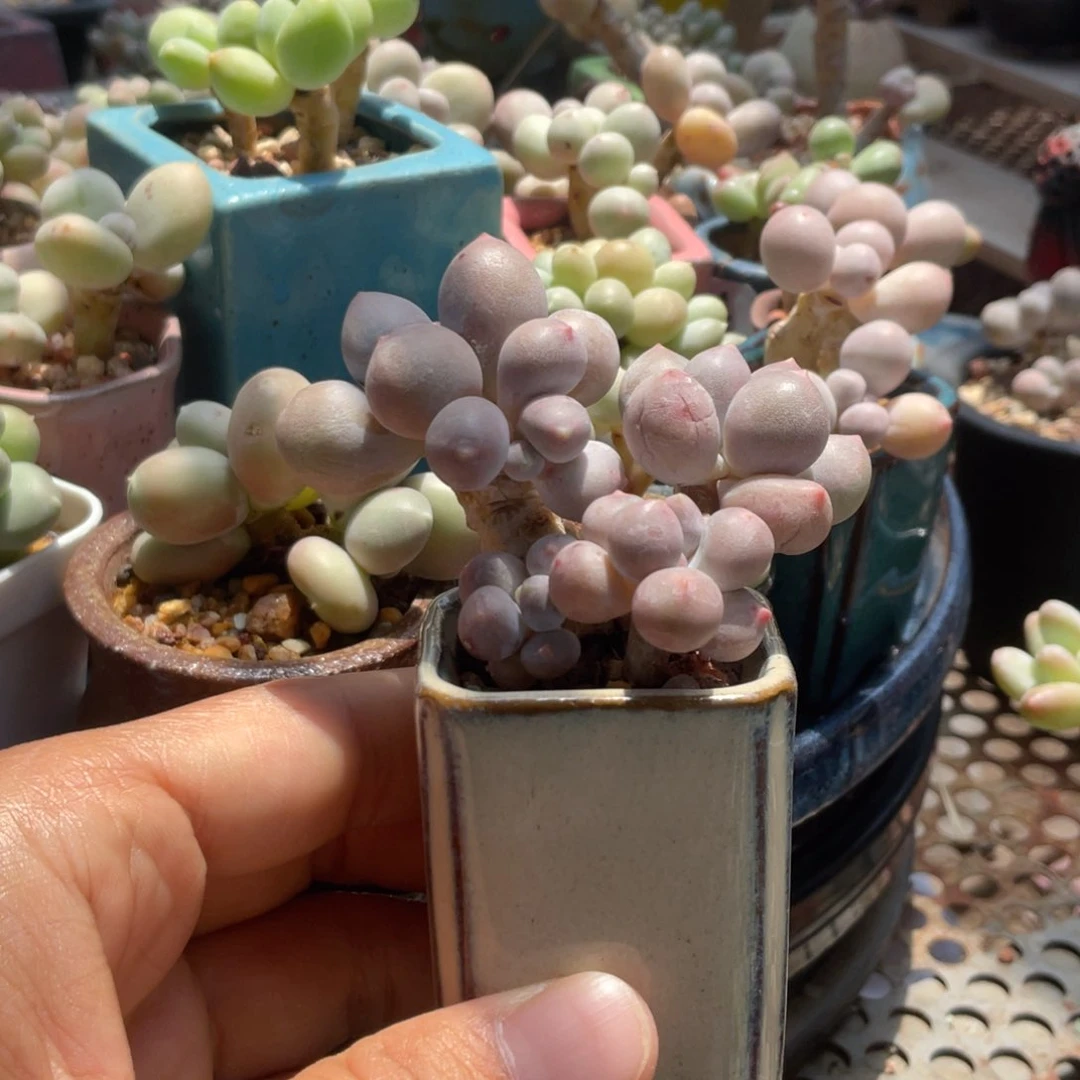 三角奶群一体多肉植物