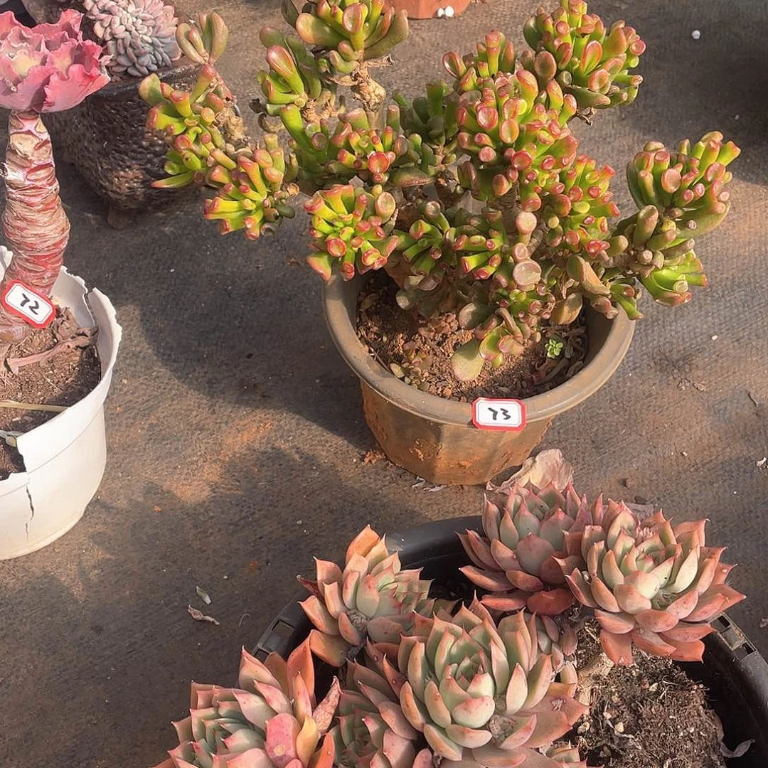 73吸财树 一物一拍多肉