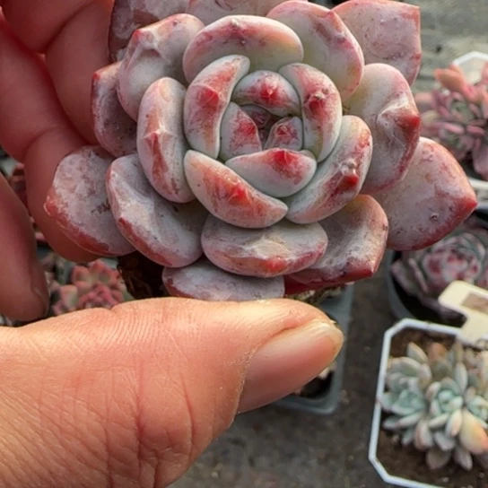 88星影多肉植物多