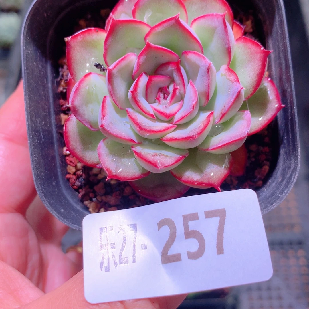 乐然27-257 荷花单头