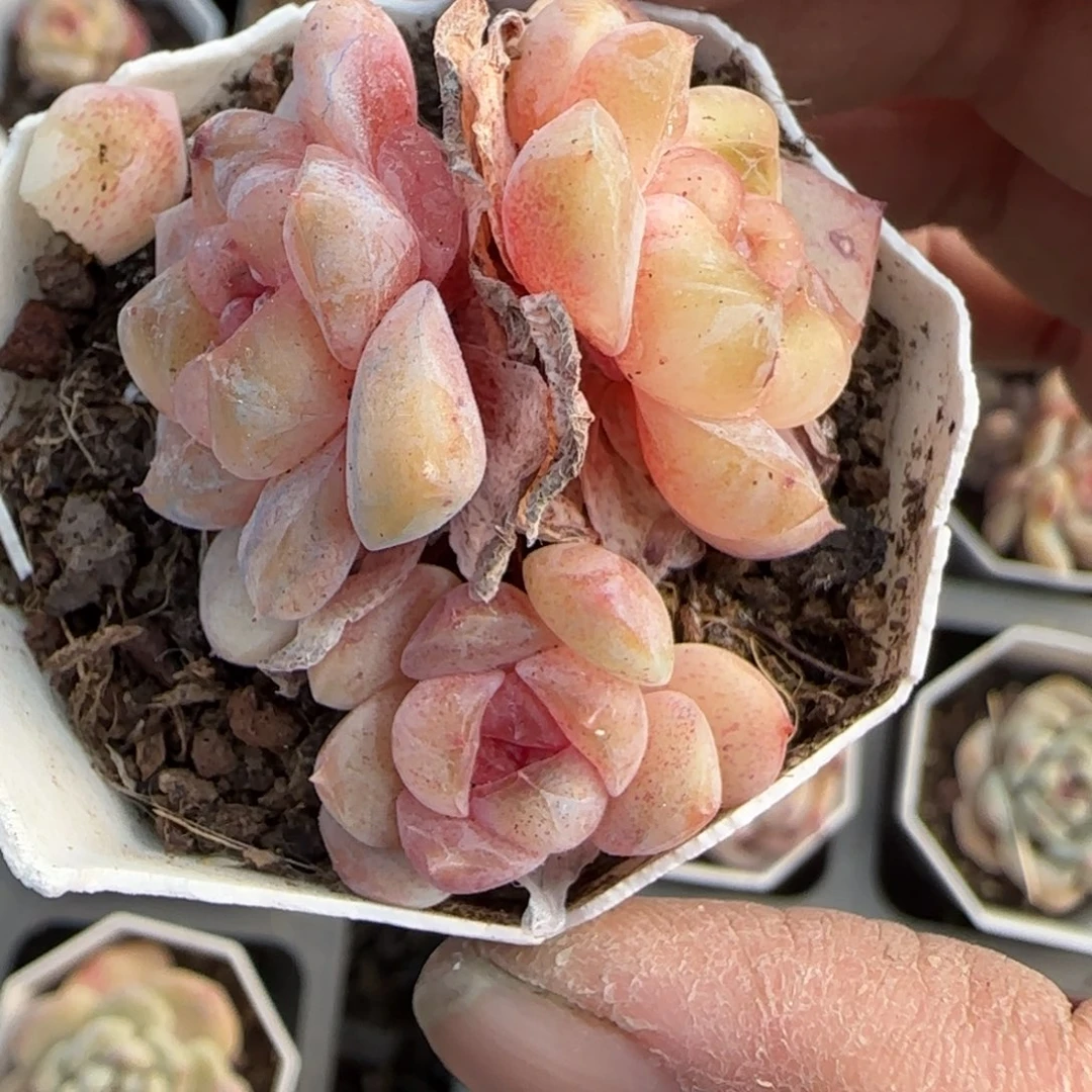 多肉小卡拉米糖心一物一拍