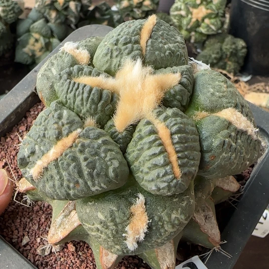 【闪购商品】大尤连山256