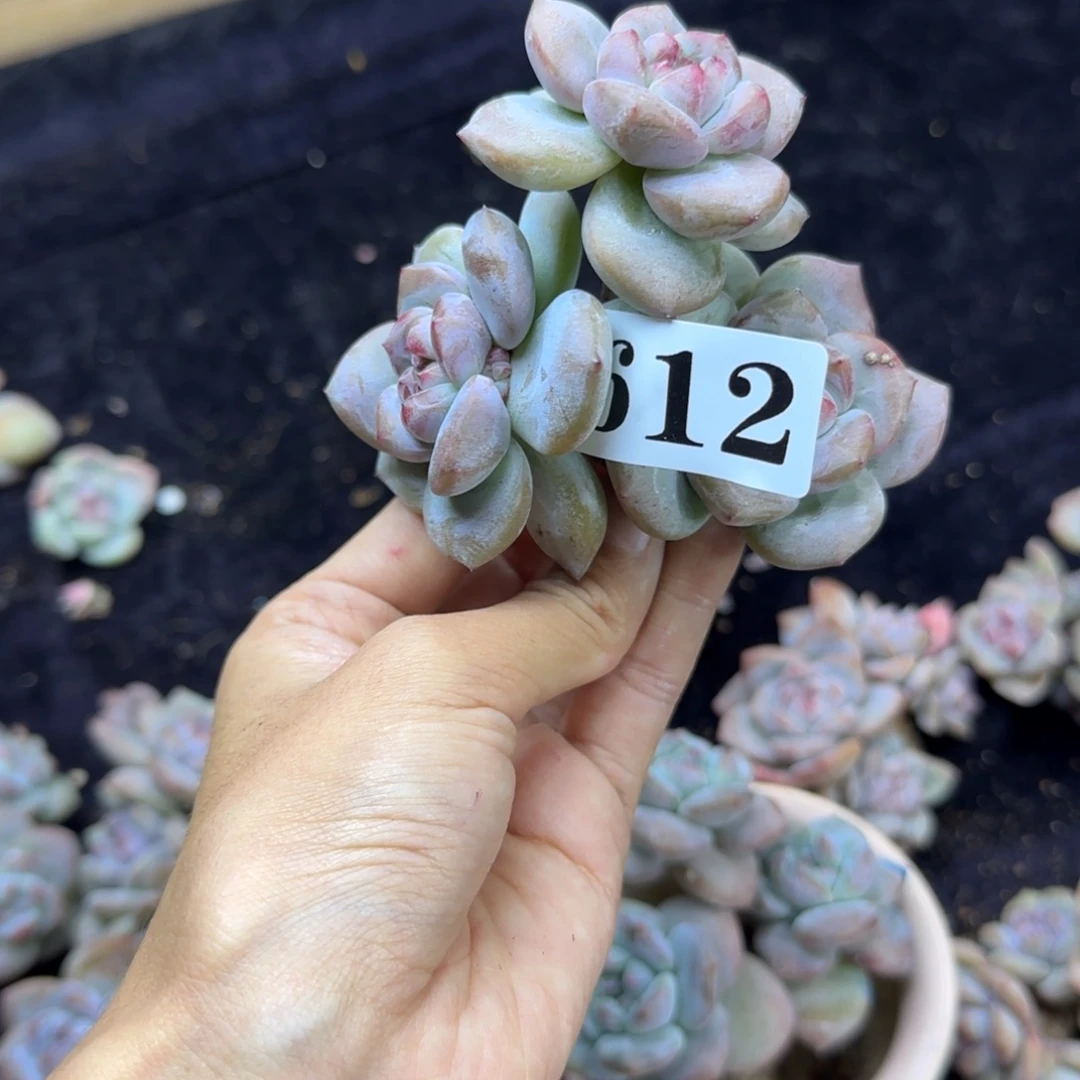 星影3头无根一物一拍612