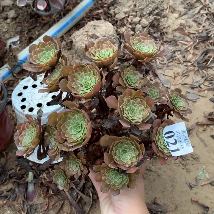 021铜壶中班东棚