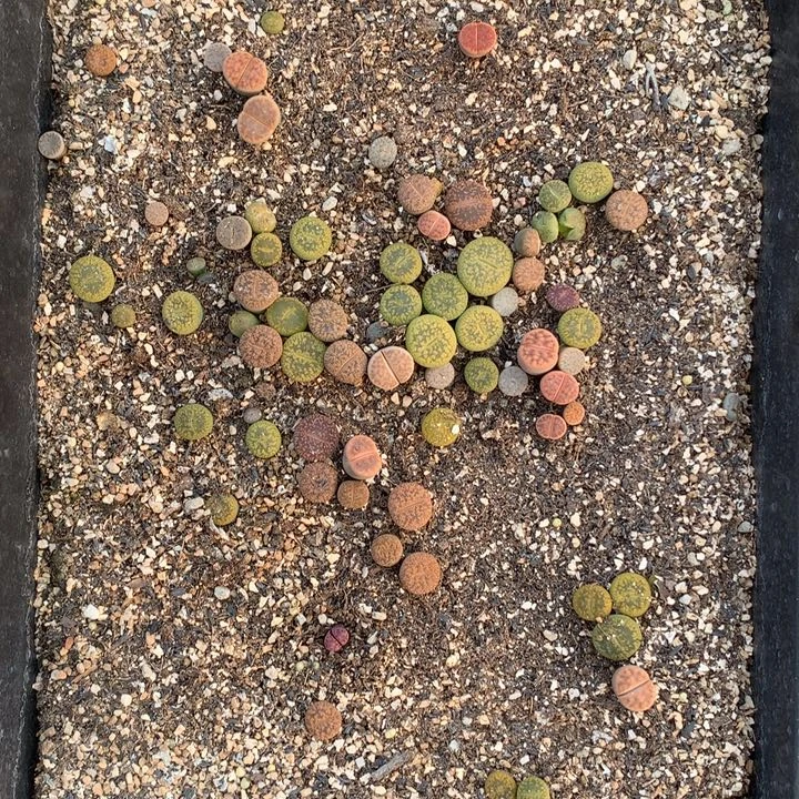 精品多肉植物下土发货