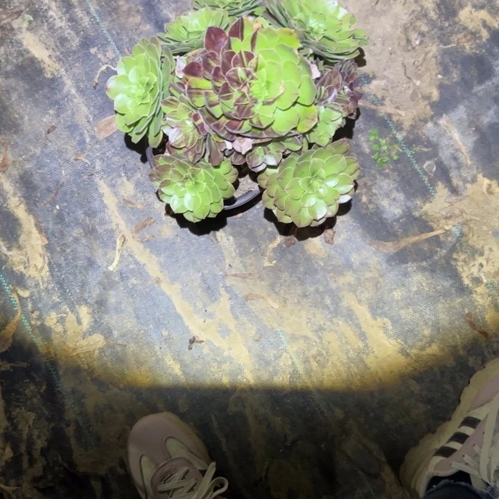 不包侧枝一物一拍84