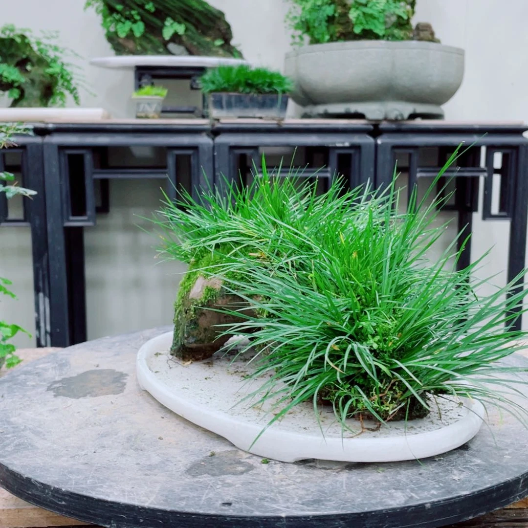 无铅玻璃佳**艺铁线蕨的一个分支叫做