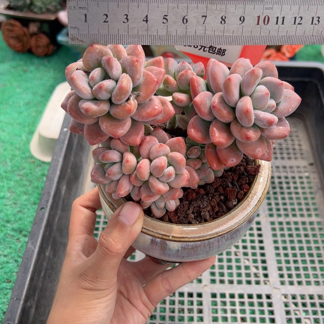 表妹精品多肉植物559.