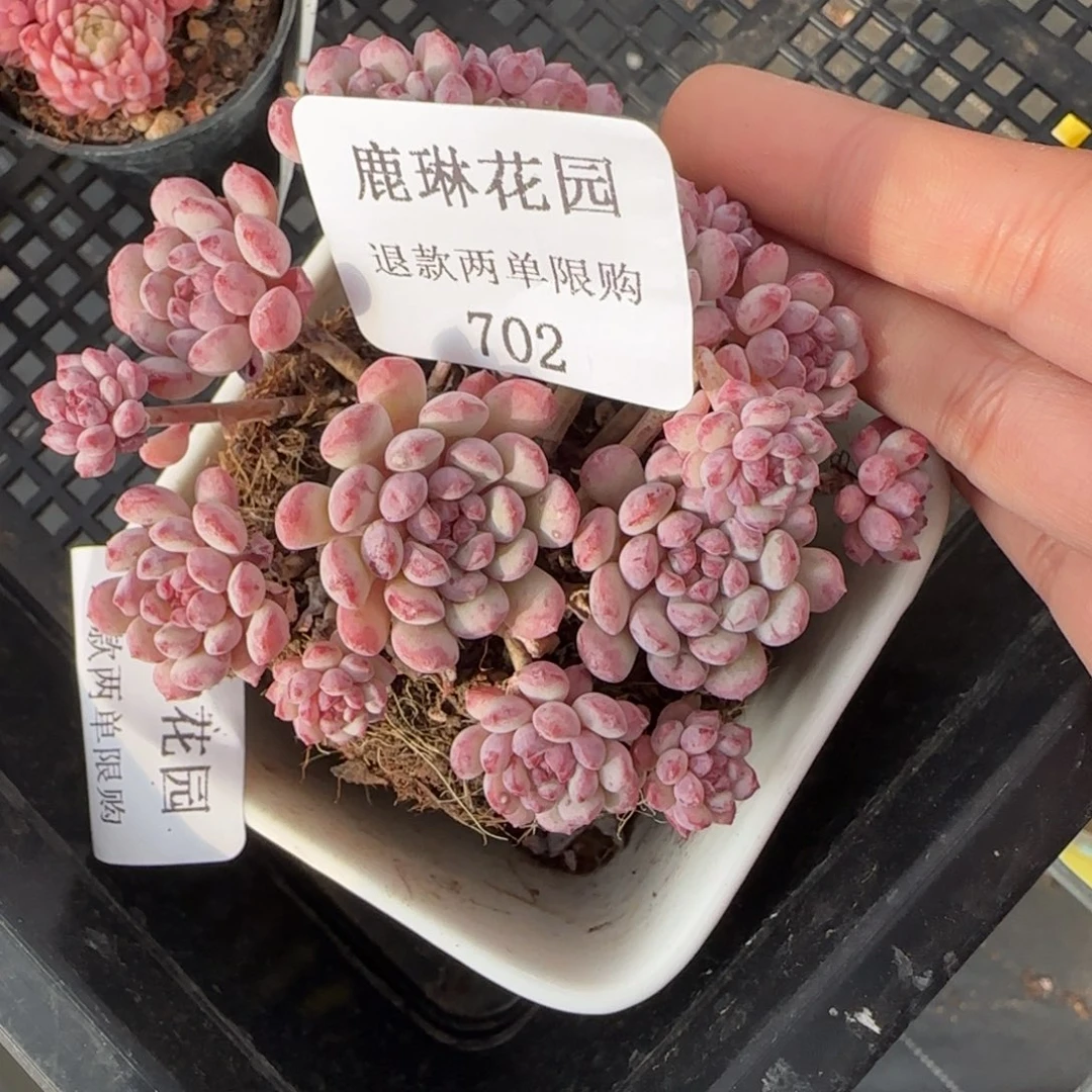 S****.闪购精品多肉702