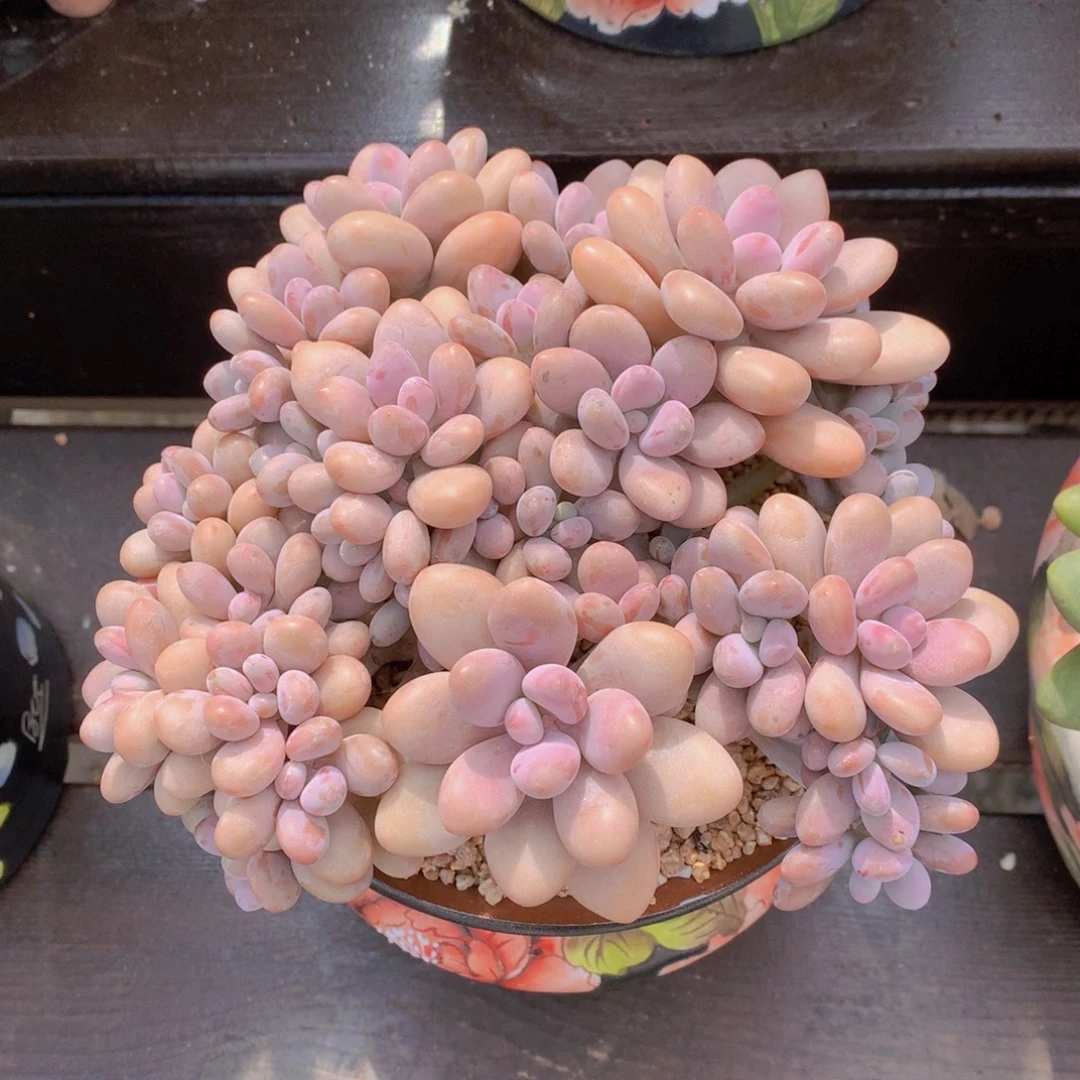 逸园精品多肉桃蛋