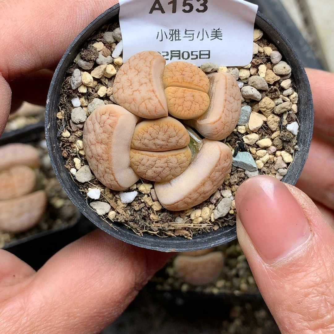 A153多肉植物保护研究所