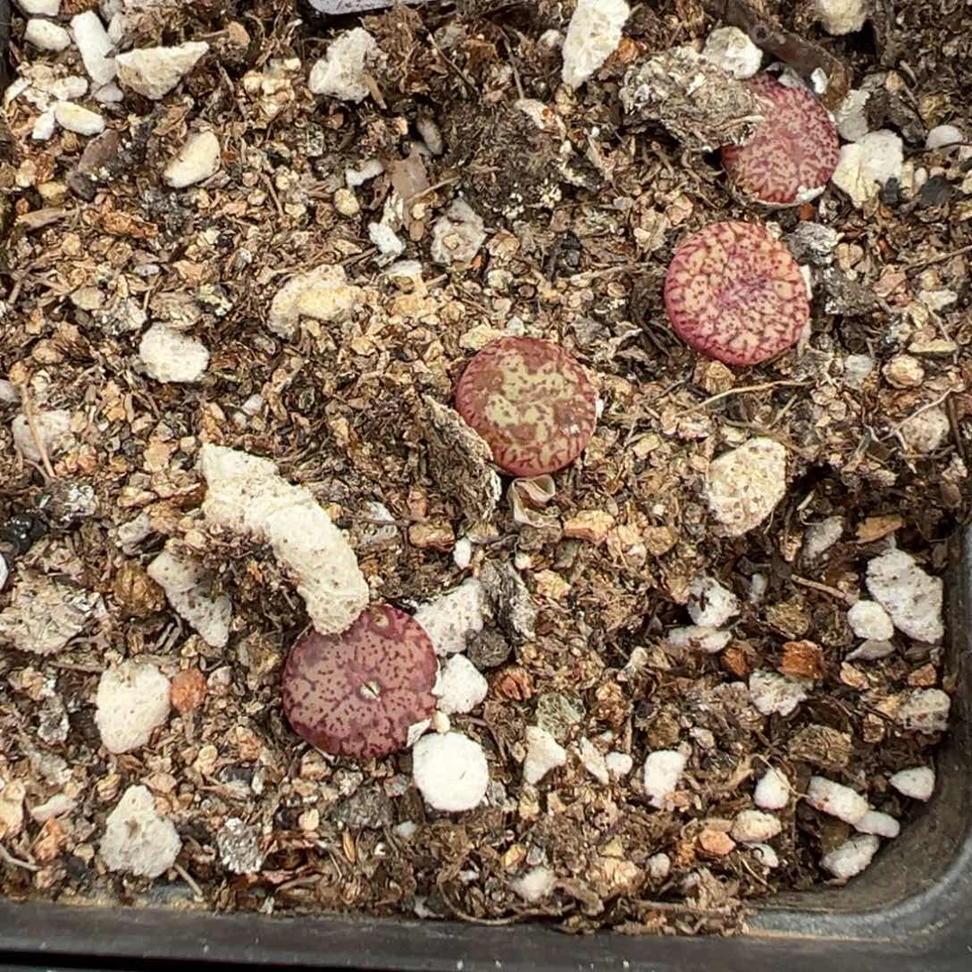 8-78肉锥多肉植物，