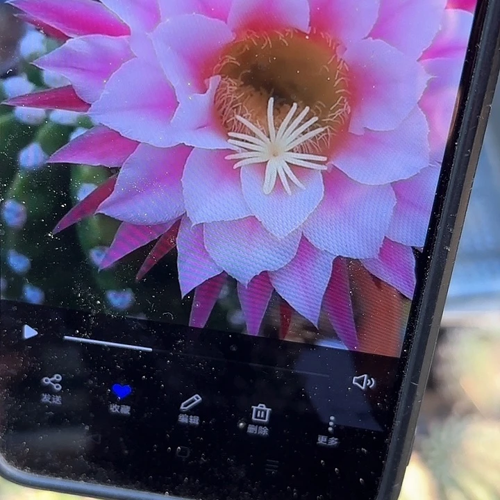 诺尔斯毛20包邮仙人球瑕30