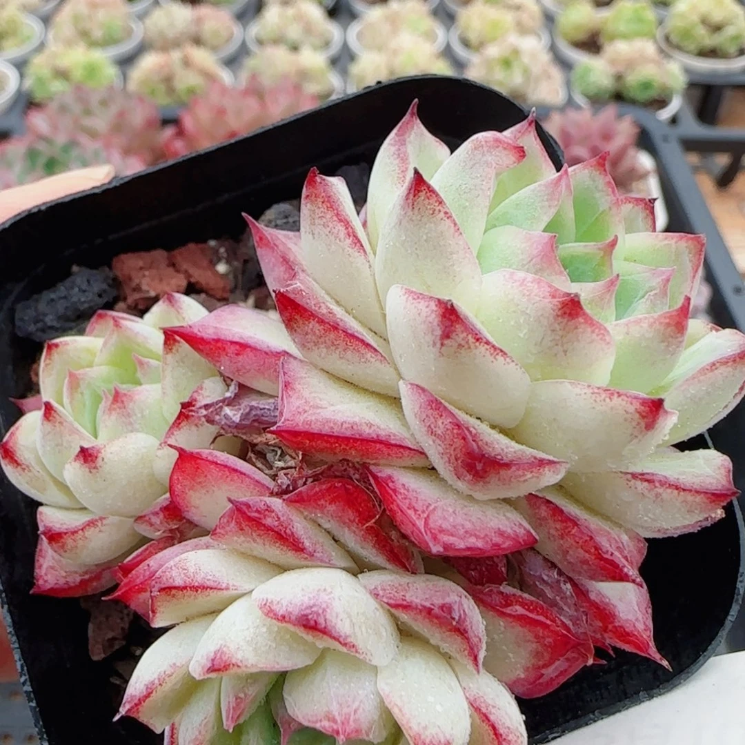 花语逸镜0510-155