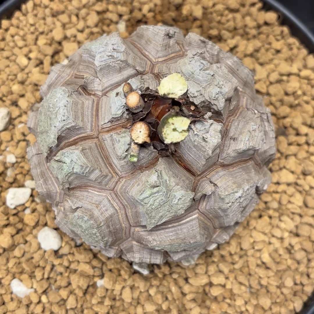 872精品龟甲龙不退不换