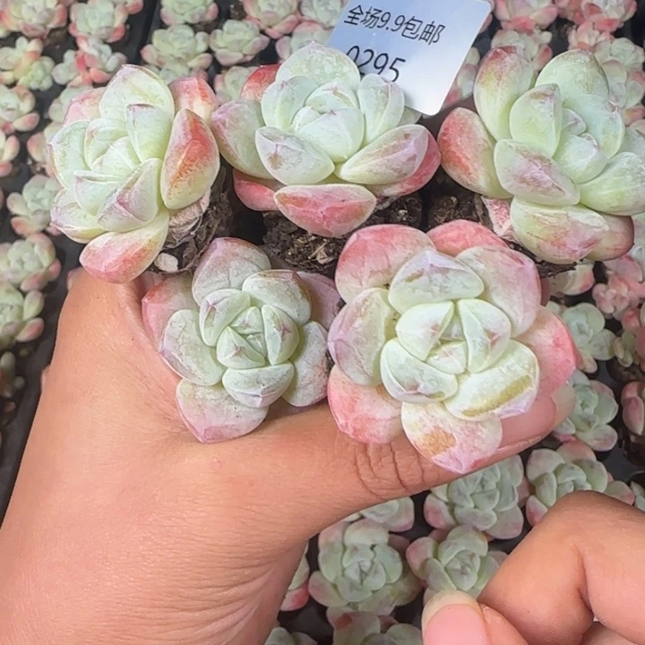 新店开播福利全场¥9.9包邮295