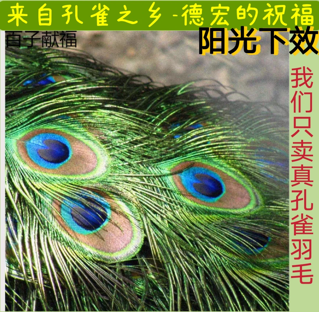 【阿伟专属】云南真孔雀羽毛批发百搭长度70㎝—80家庭装饰摆件6支装