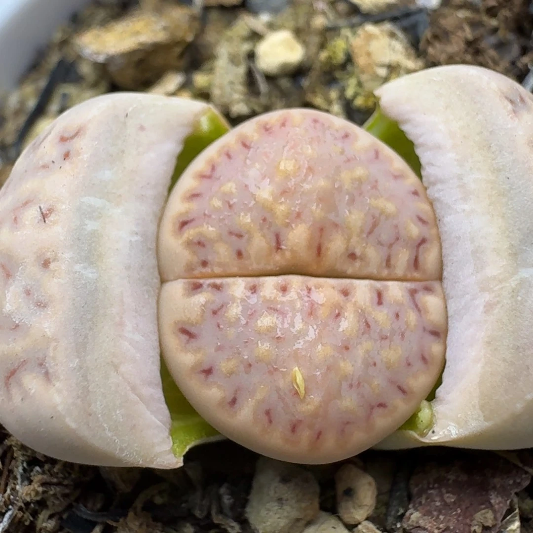 168带盆饼干000000000000