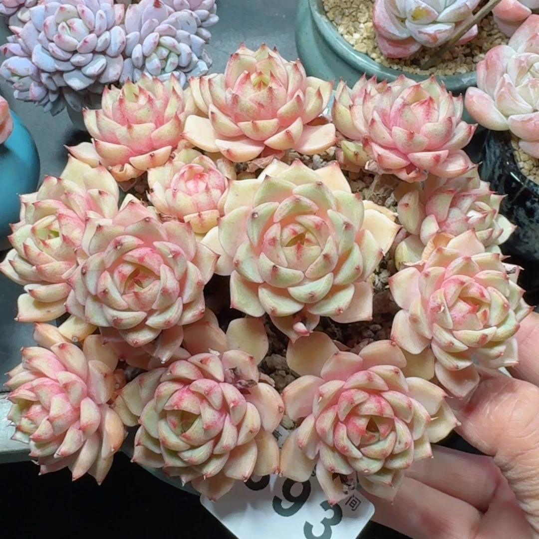 笨吧帝斯          摇身一变高富帅，一夜暴富动作快