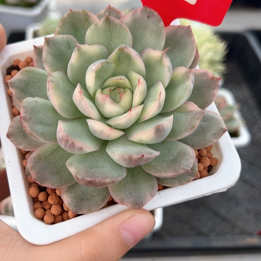 32号草莓蛋糕锦多肉植物