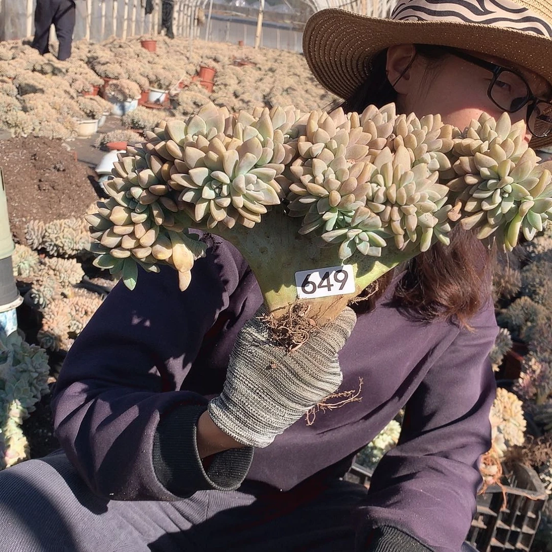 649 淡雪缀 一物一拍