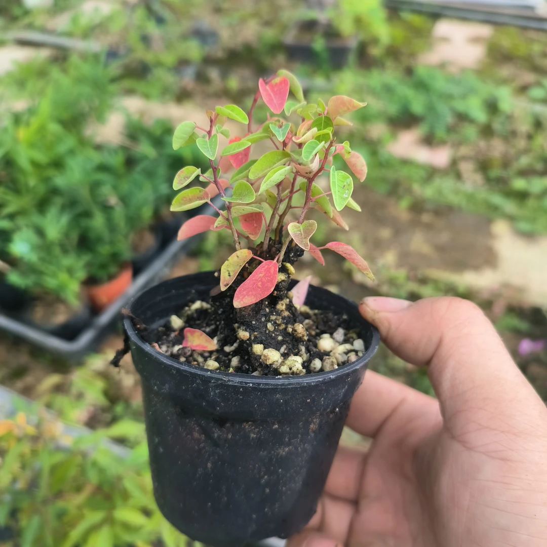 色彩斑斓乌桕叶片迷你小盆景室内外小乌桕高度约14cm