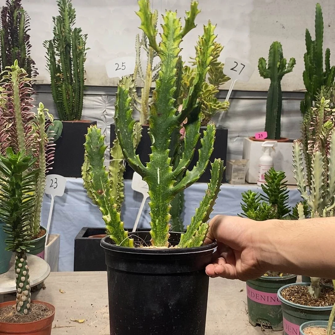 当前无花朵，栽培后可花朵翡翠玉柱一物一拍