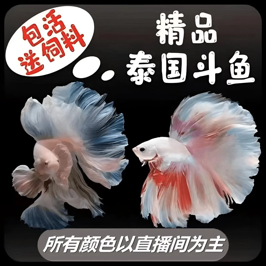 直播选号1-180号泰国精品斗鱼