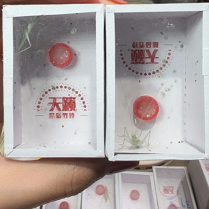 蟋蟀天籁蓝竹蛉一只包邮