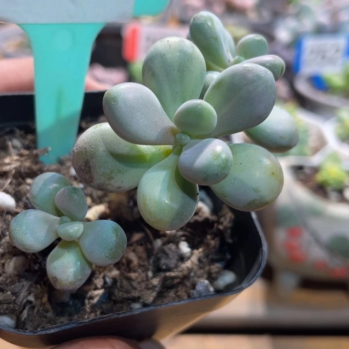 桃蛋锦354号的啊啊啊多肉啊啊