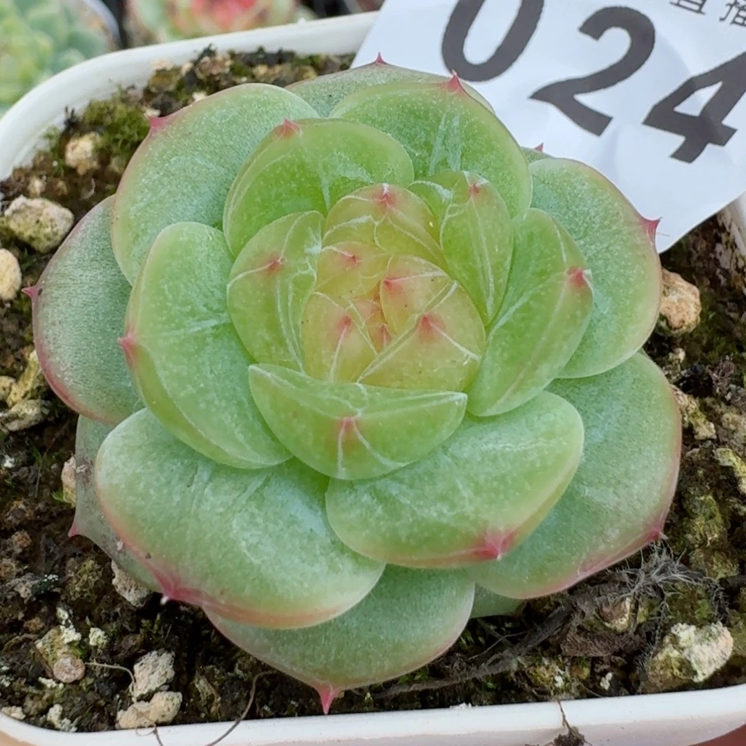 甜心            精美多肉植物