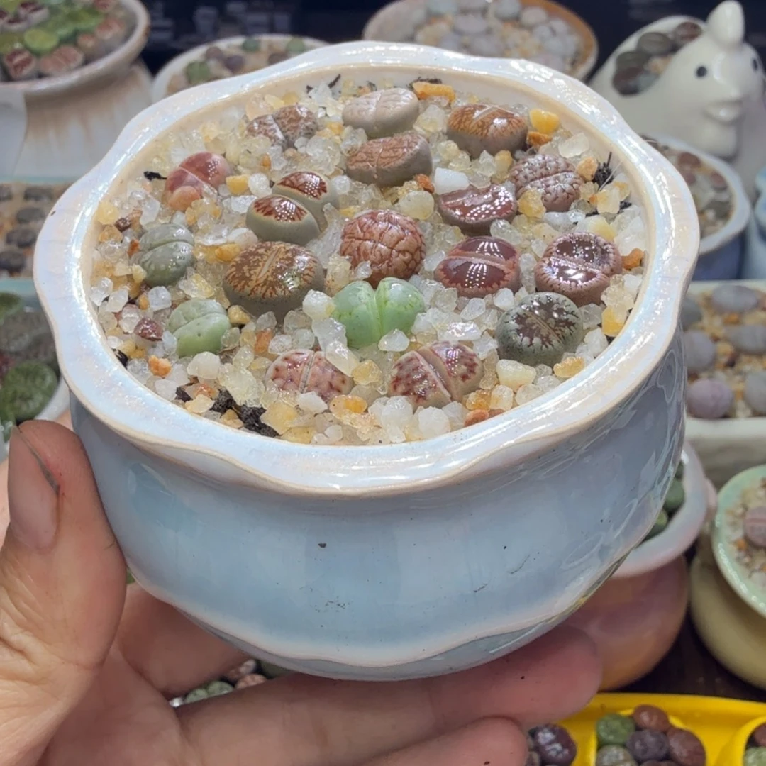 开播福利冲冲冲552