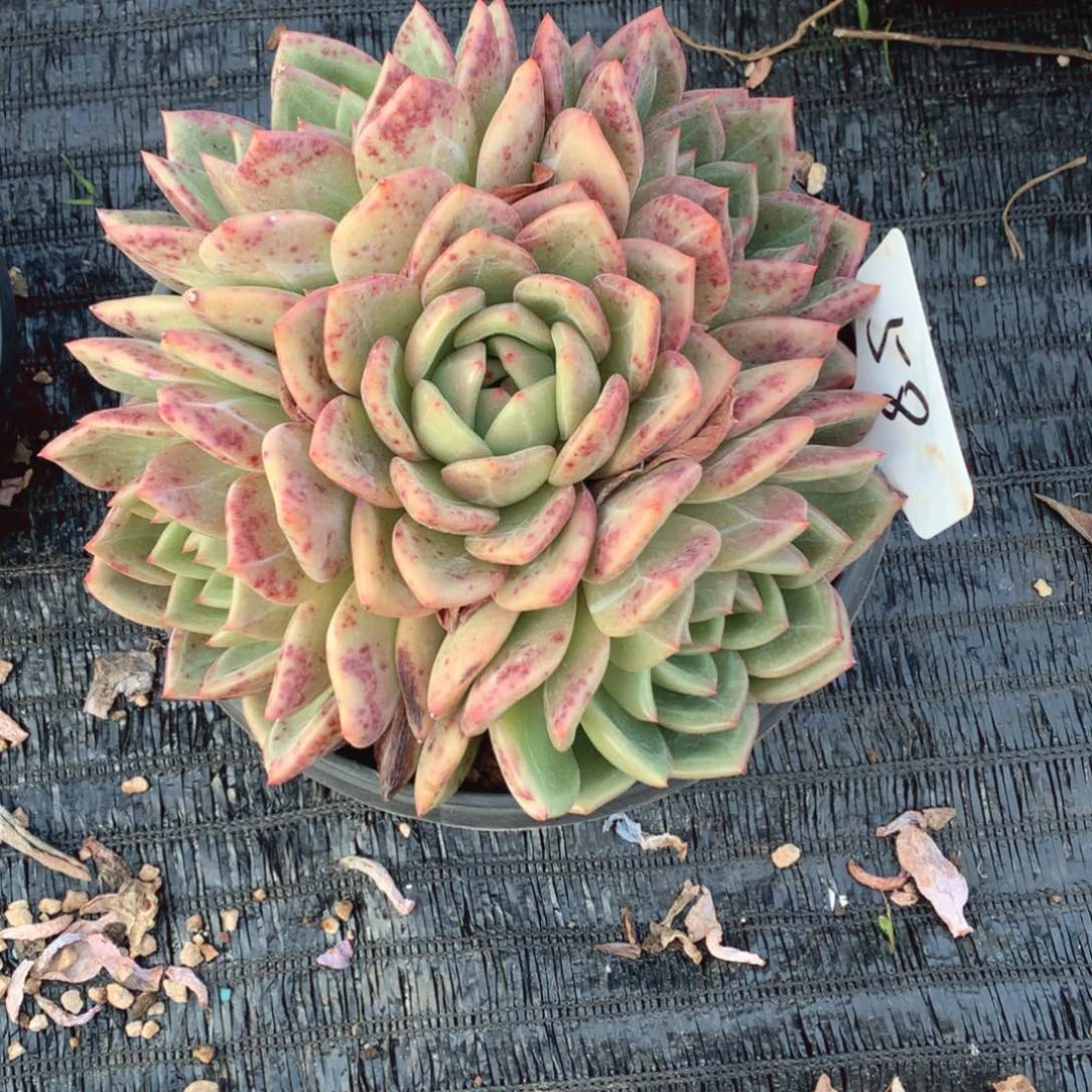 多肉多肉多年不换人我不知道啊笑拉