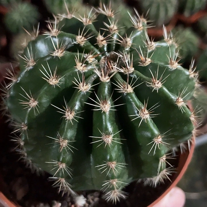 实生彩草带盆土发货