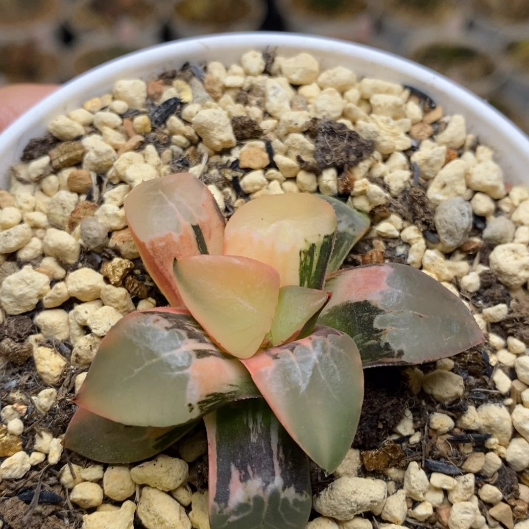 761号火凤凰克锦多肉