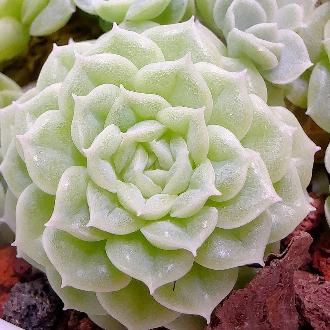 萱***草【闪购商品】0927-39（fm-173）