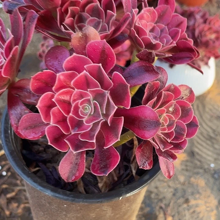 美杜莎一颗脱土发货