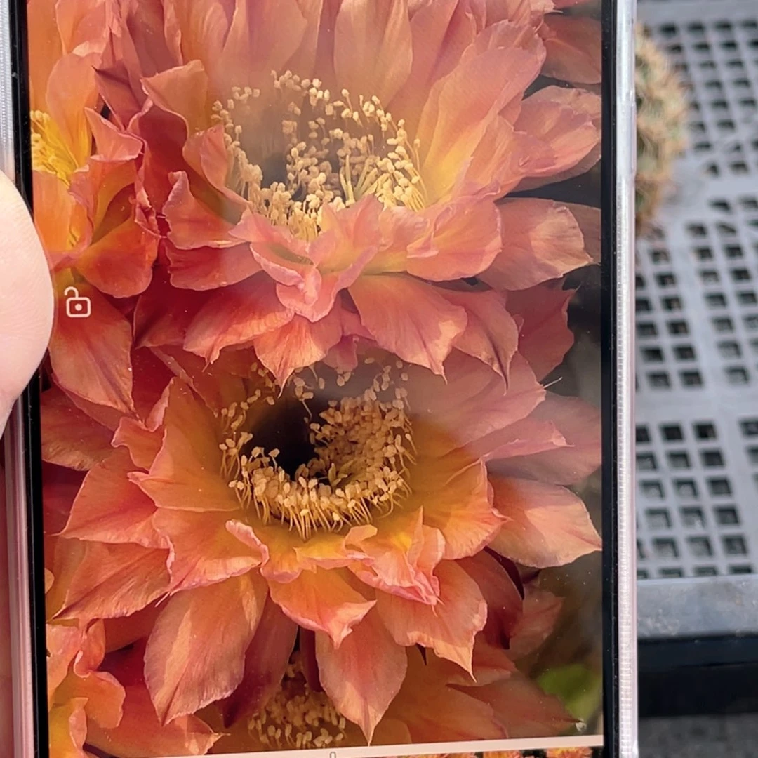 彩 马丁侧芽大小5个球 顶歪