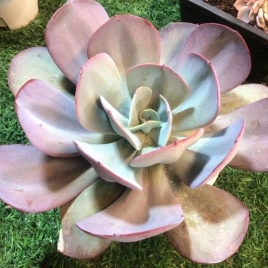 布鲁克林的蓝，一物一拍