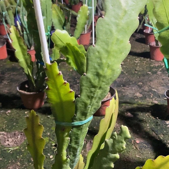 令箭荷花盆栽1107号