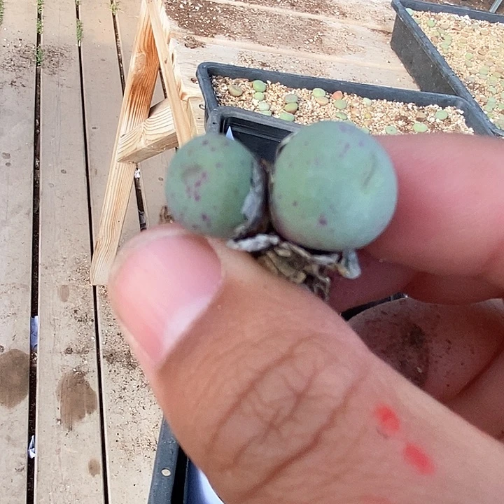 27565嘟嘟嘴一颗