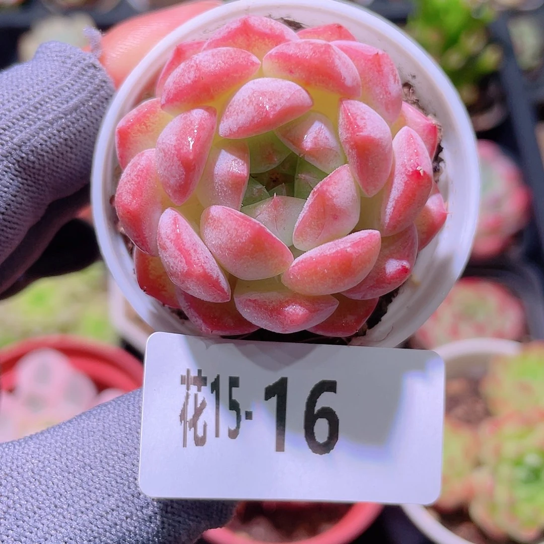 花利美15-16白桃汽水