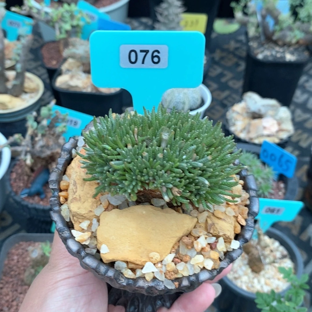 白花任锦产地多肉植物带盆土