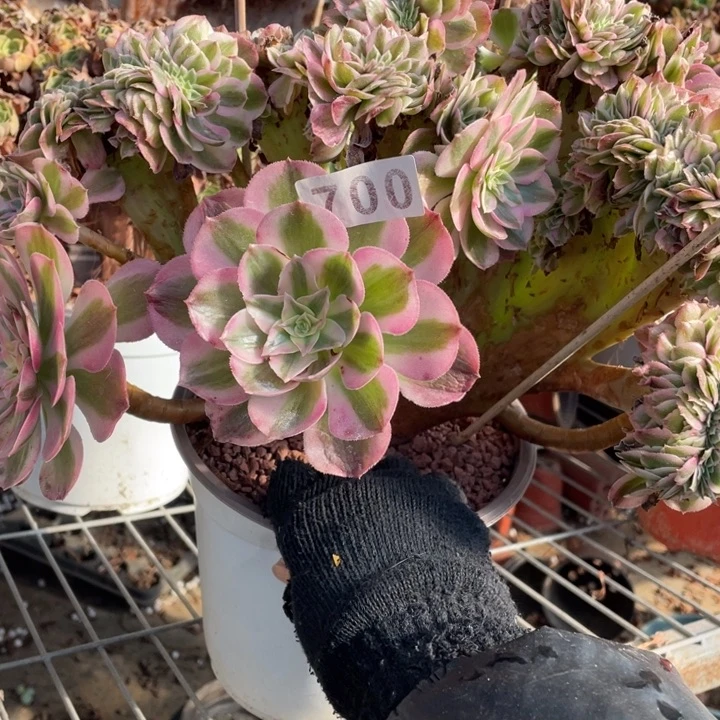 微瑕倾城缀30厘米左右