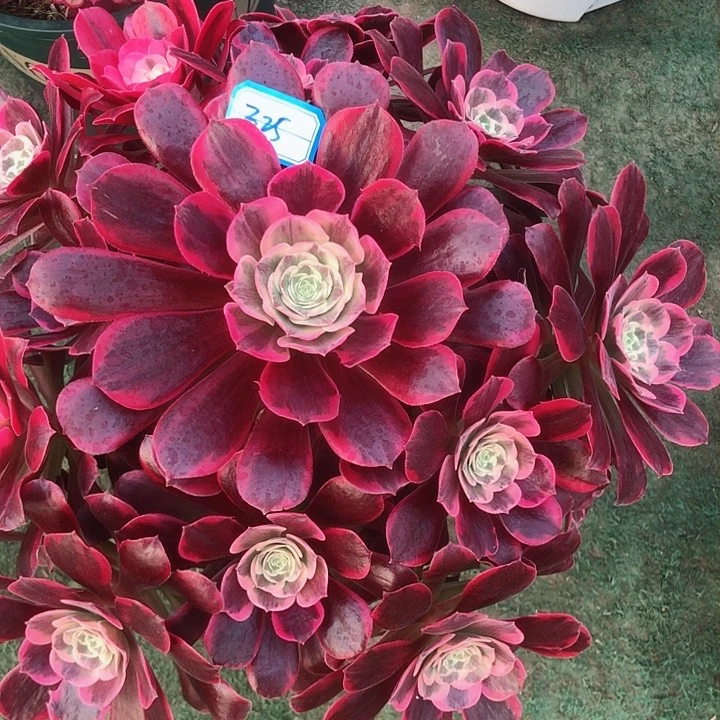 325凤冠多肉法师